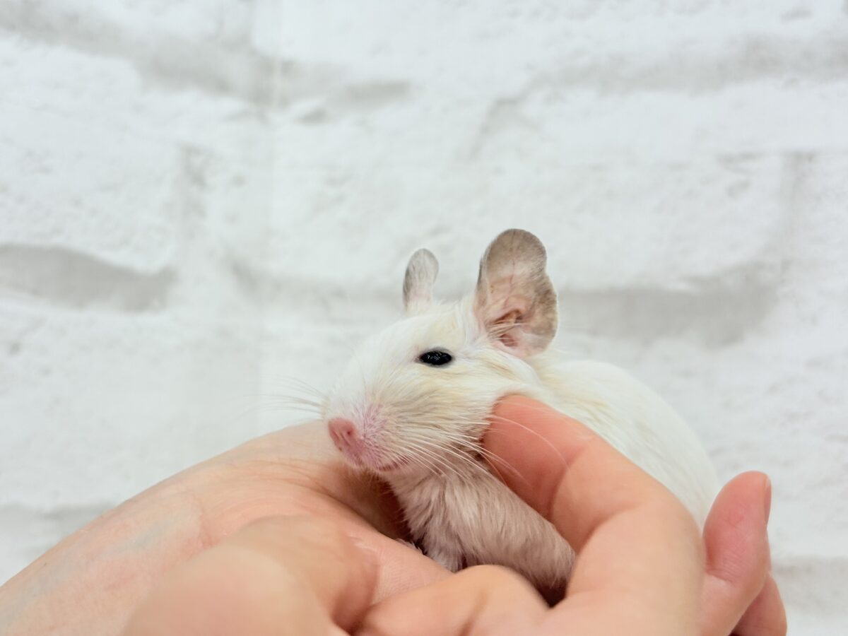 デグー