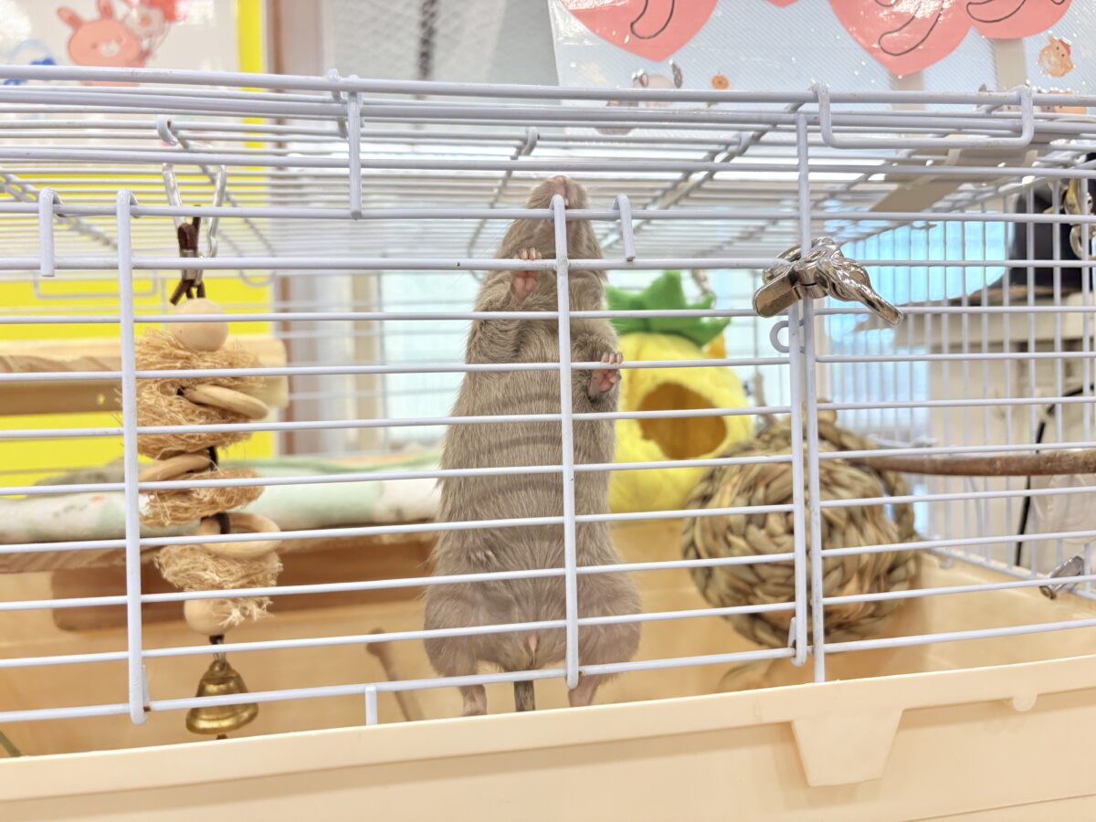 デグー