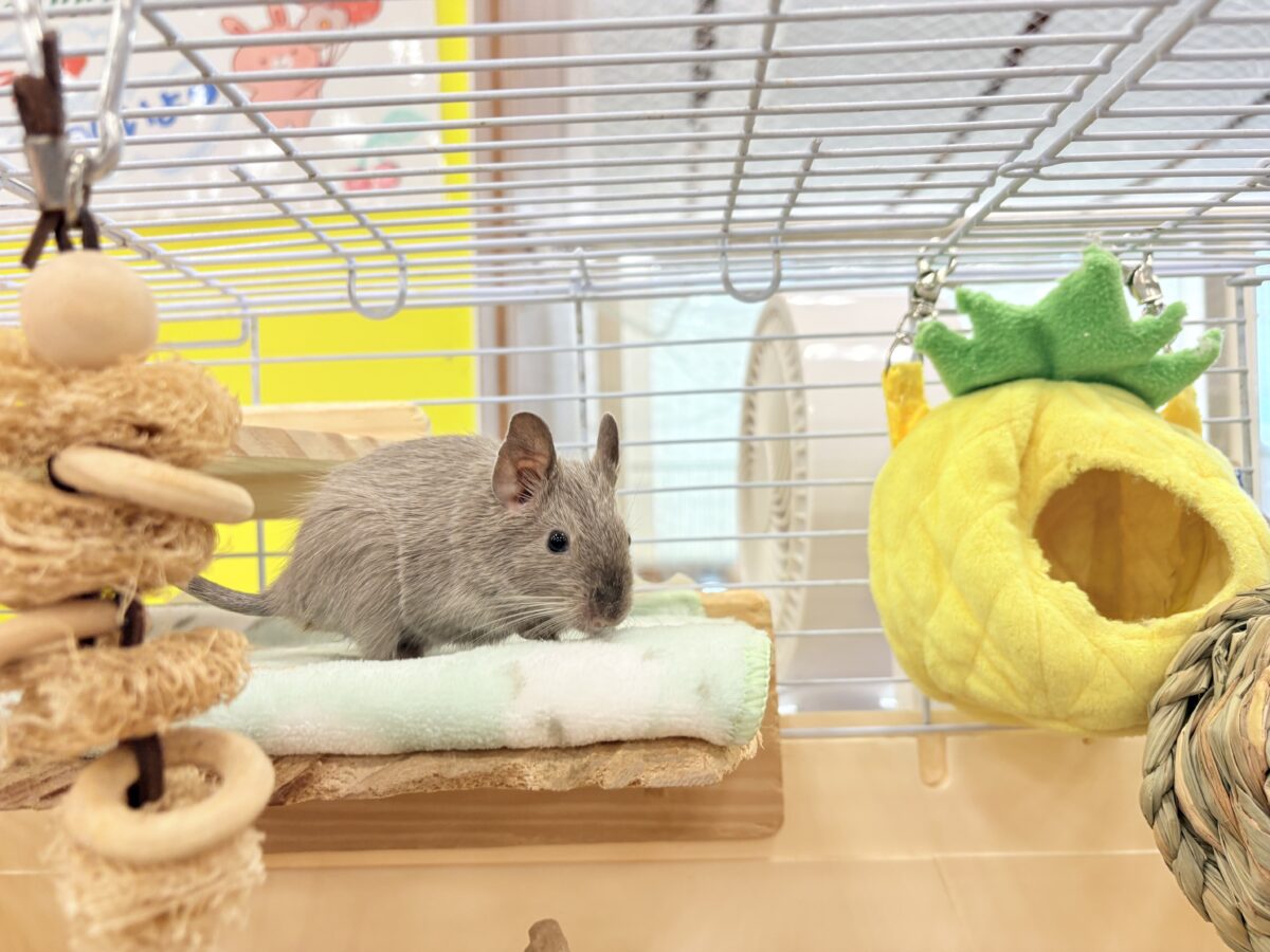 デグー