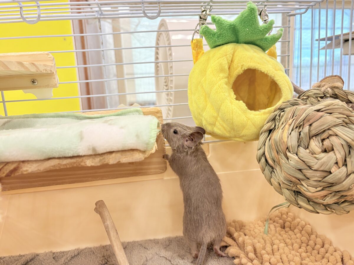 デグー