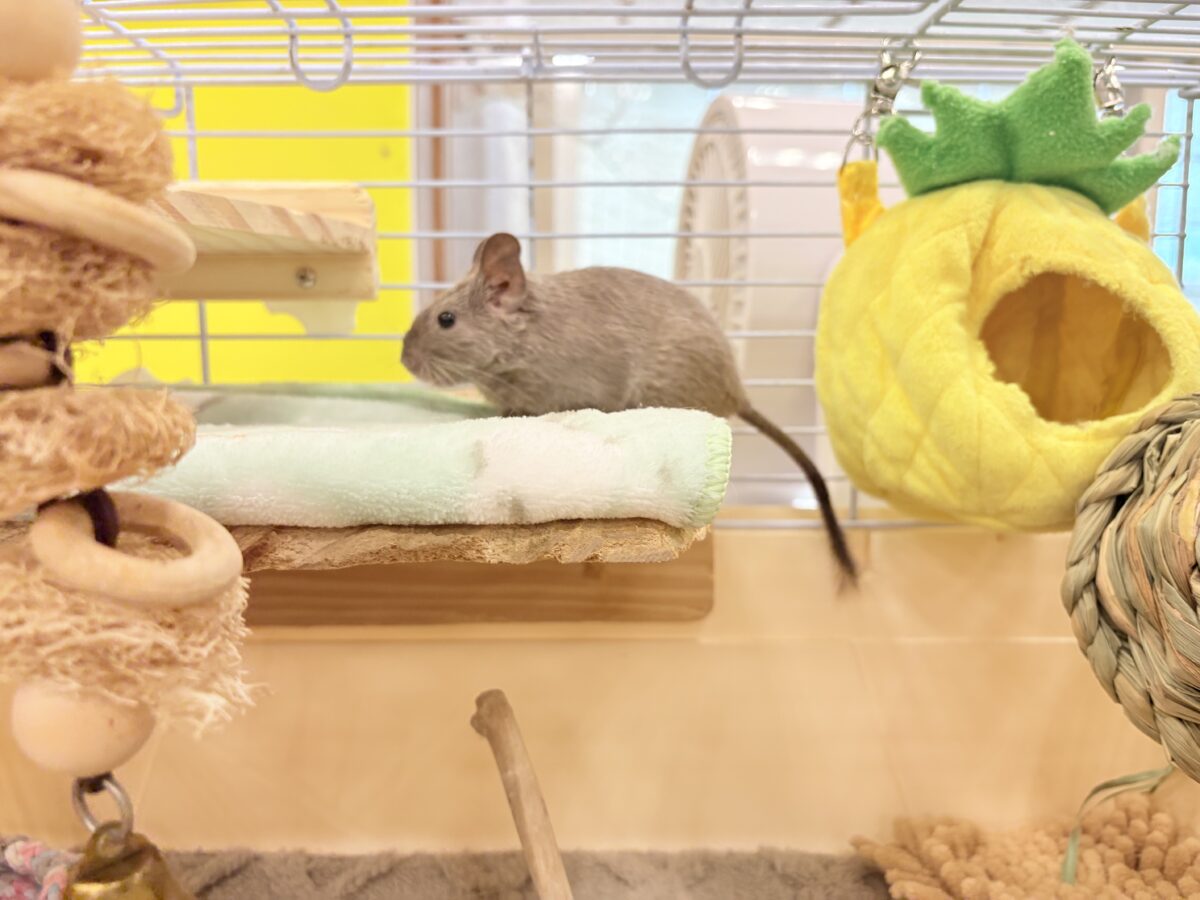 デグー