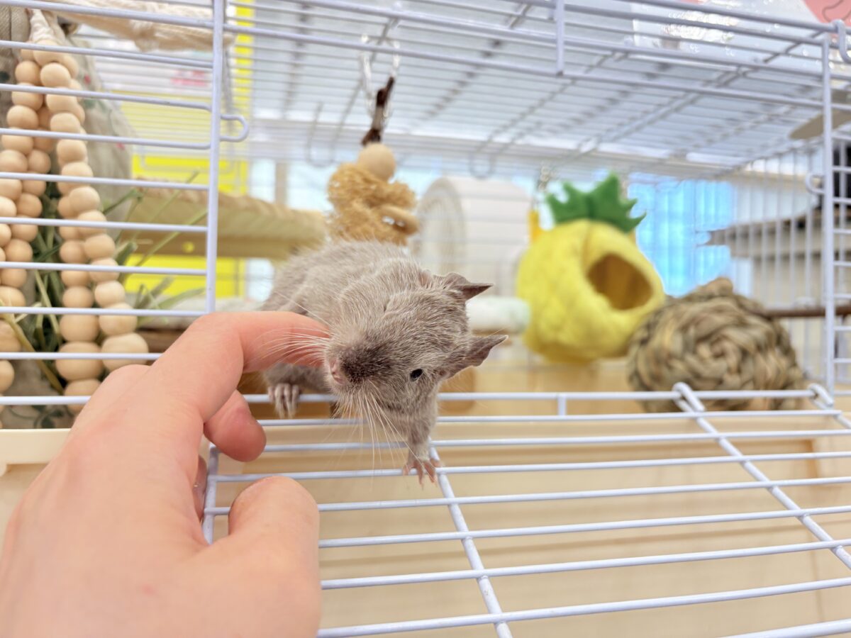 デグー