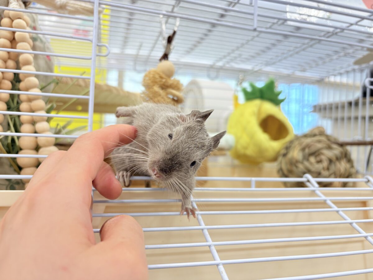 デグー