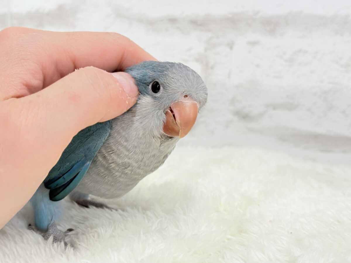 【最新画像更新🪄もうすぐひとり餌☆】飛びきりのスマイル😊ウケケケダンスに魅了されちゃう((🐣))🪇💖オキナインコ(ブルー) ヒナ オキナインコ