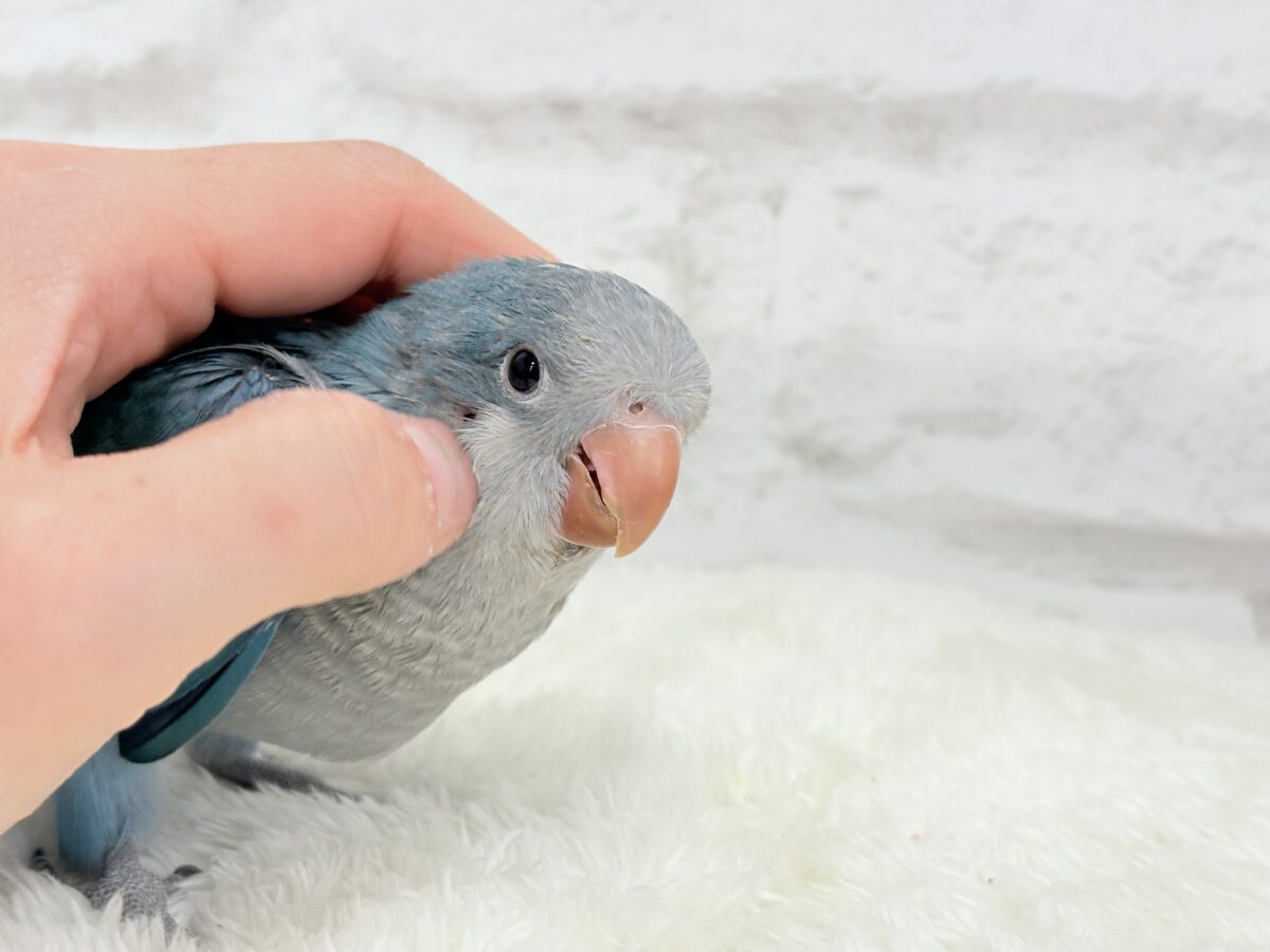 オキナインコ