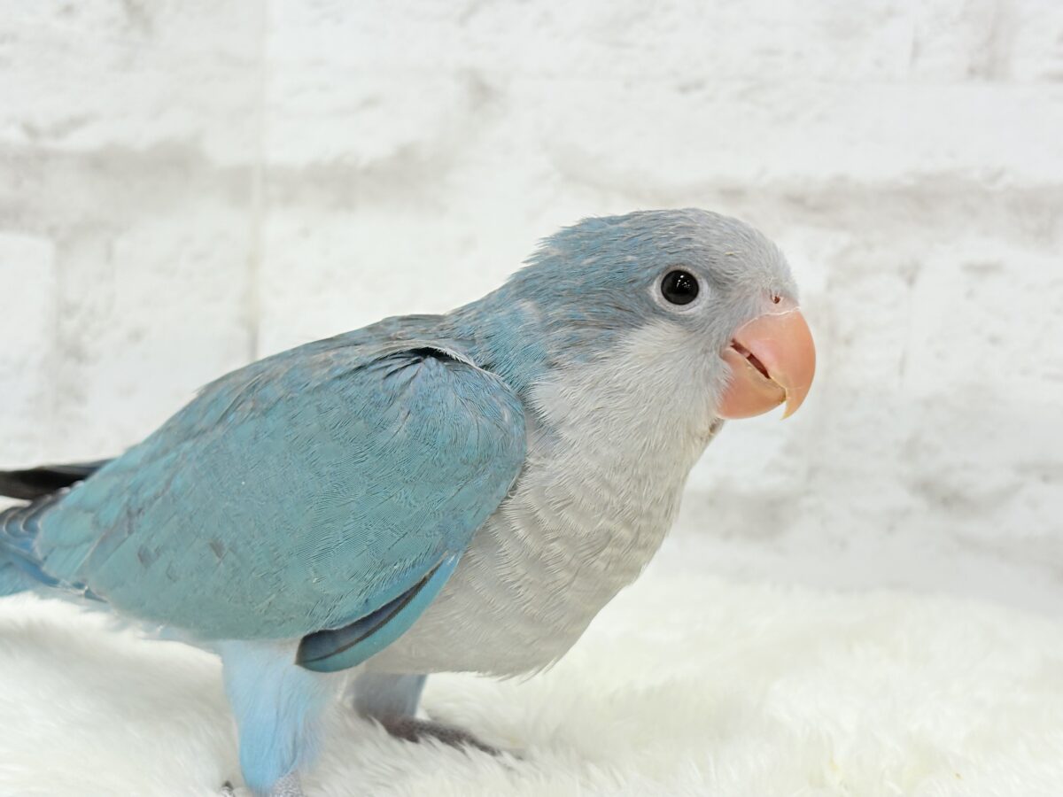 オキナインコ
