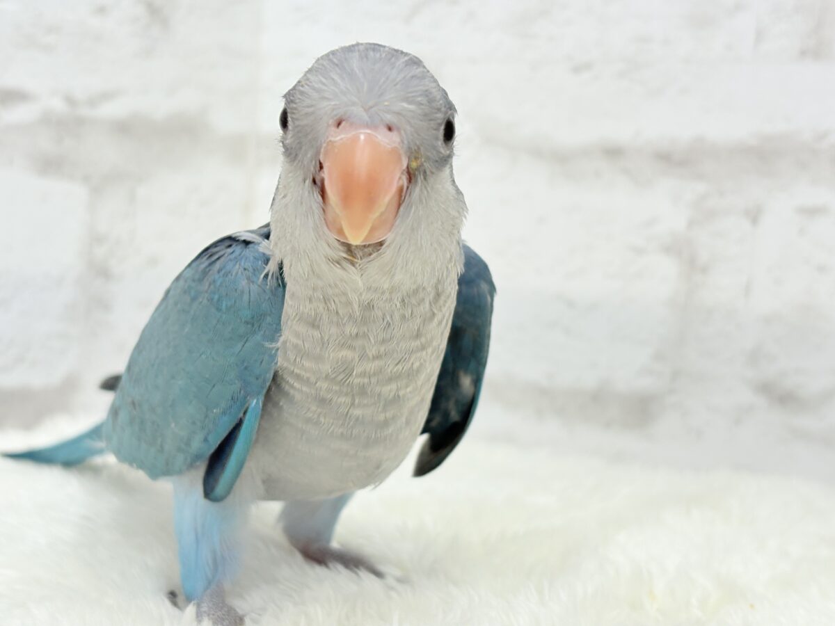 【最新画像更新🪄もうすぐひとり餌☆】飛びきりのスマイル😊ウケケケダンスに魅了されちゃう((🐣))🪇💖オキナインコ(ブルー) ヒナ オキナインコ