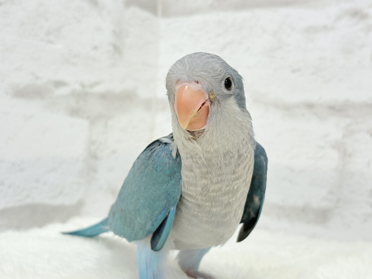 オキナインコ