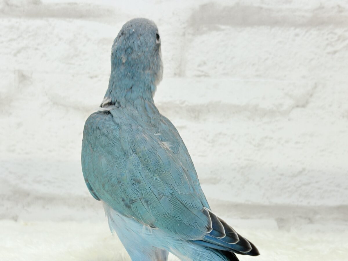 オキナインコ