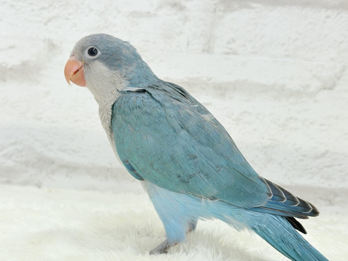 オキナインコ
