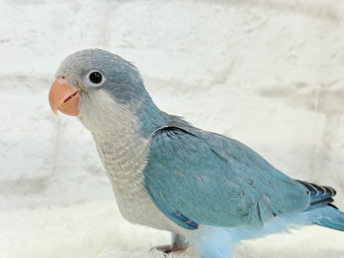 オキナインコ