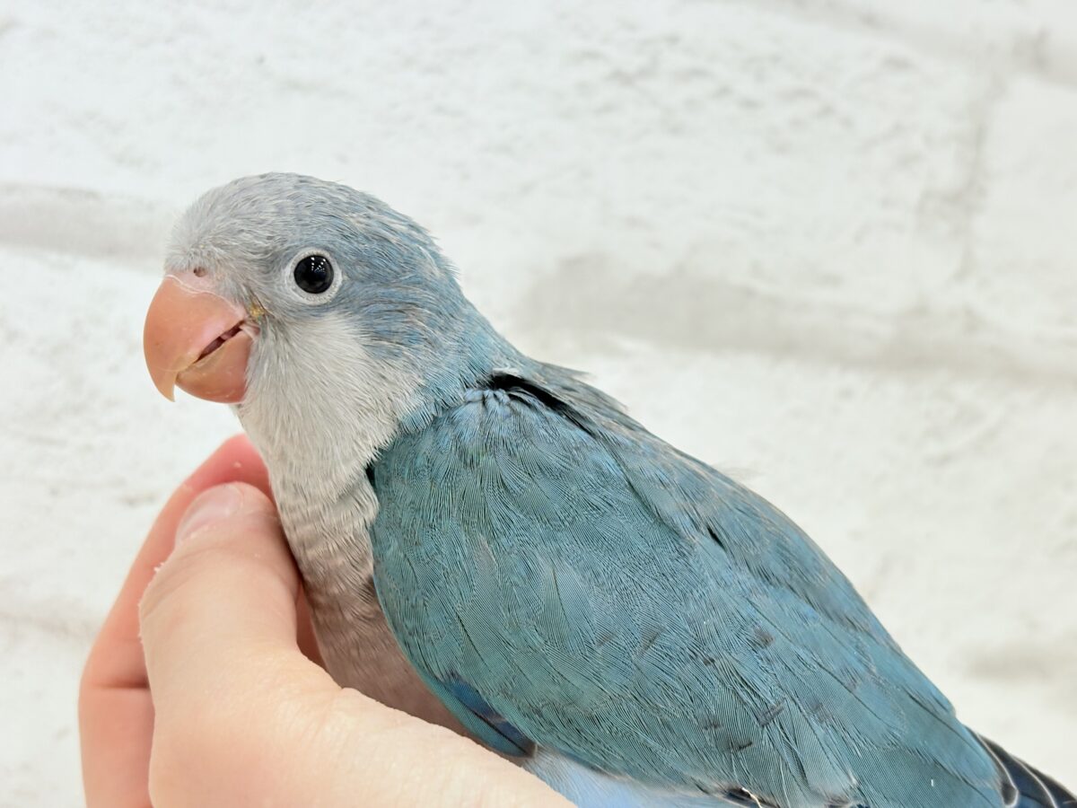 オキナインコ