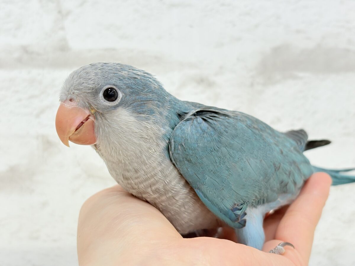 【最新画像更新🪄もうすぐひとり餌☆】飛びきりのスマイル😊ウケケケダンスに魅了されちゃう((🐣))🪇💖オキナインコ(ブルー) ヒナ オキナインコ