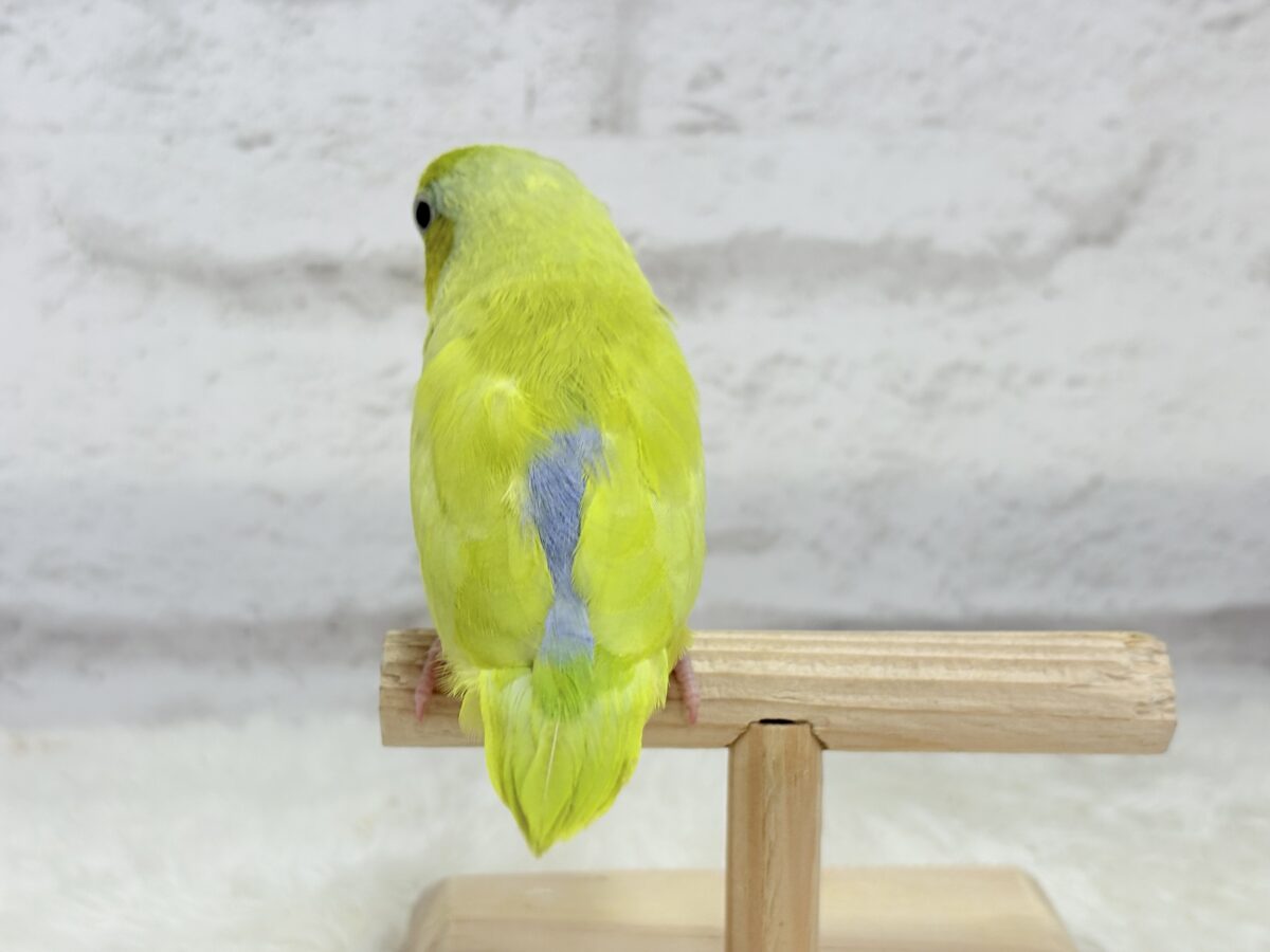 マメルリハ
