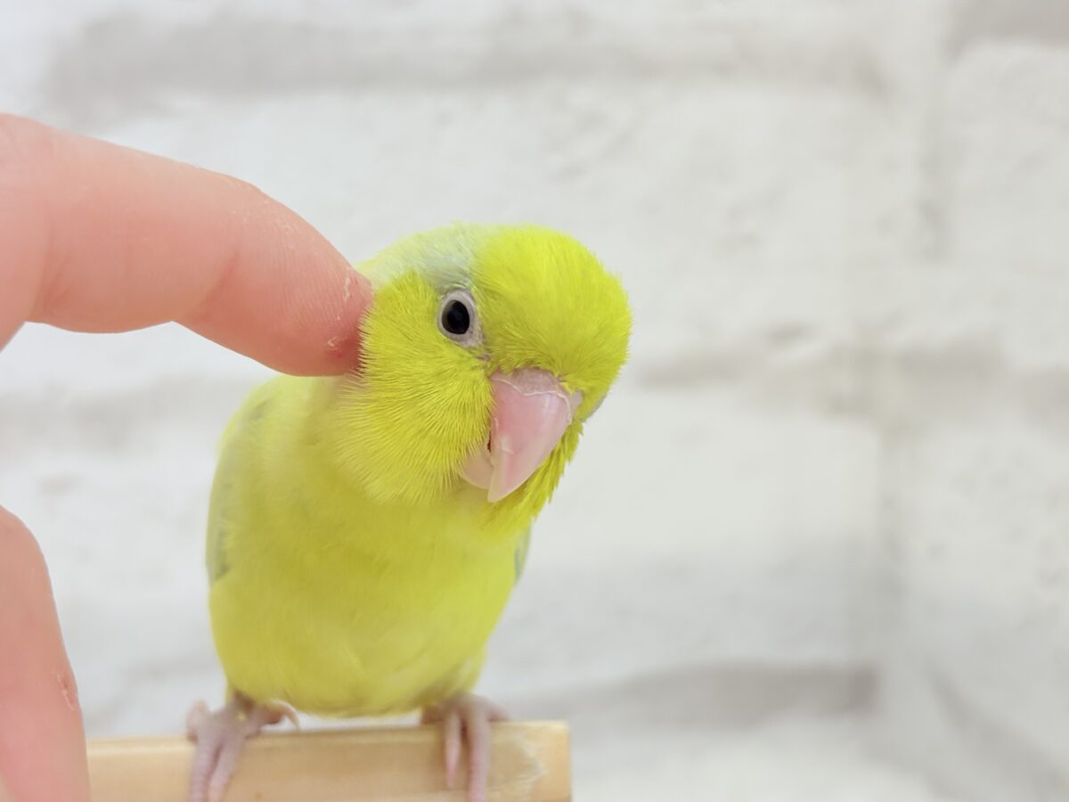 マメルリハ