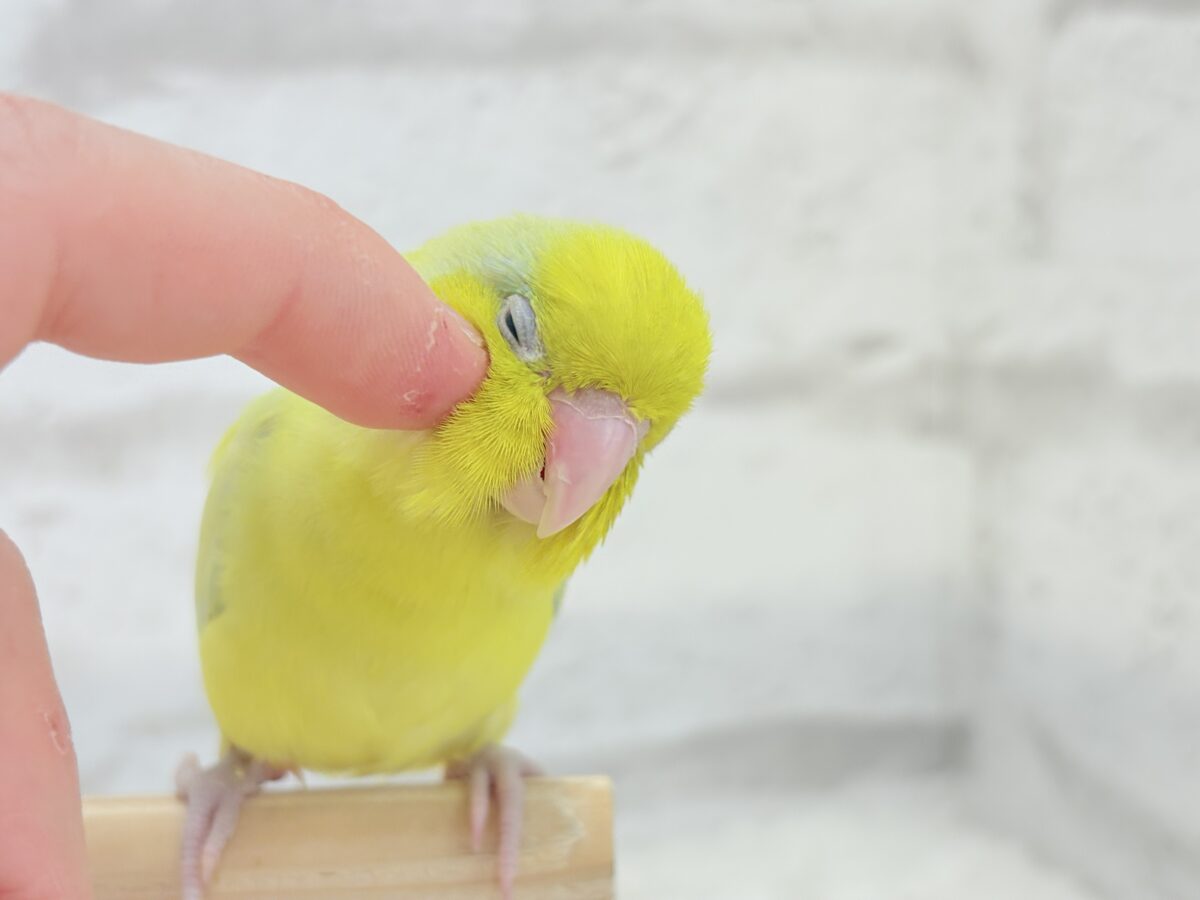 マメルリハ