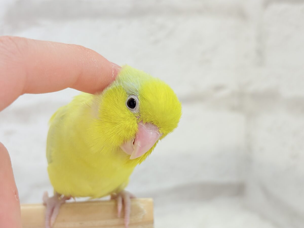 マメルリハ