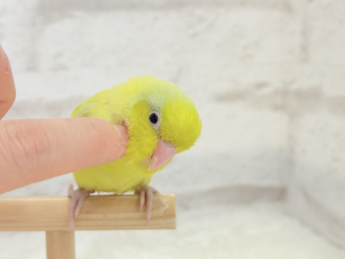 マメルリハ