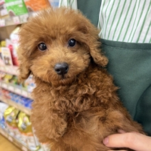 からあげみたいなトイプードルくん