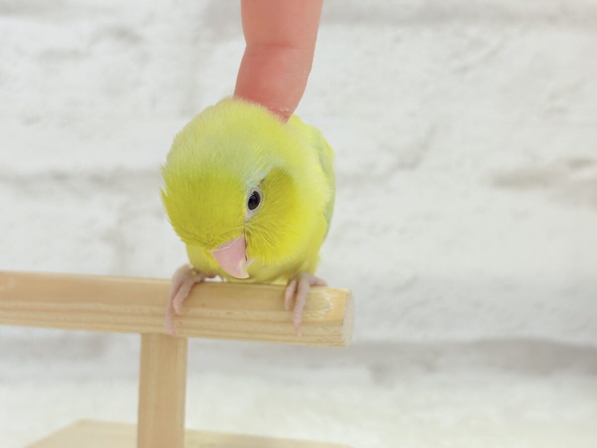 マメルリハ