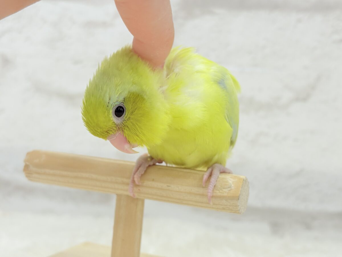 マメルリハ