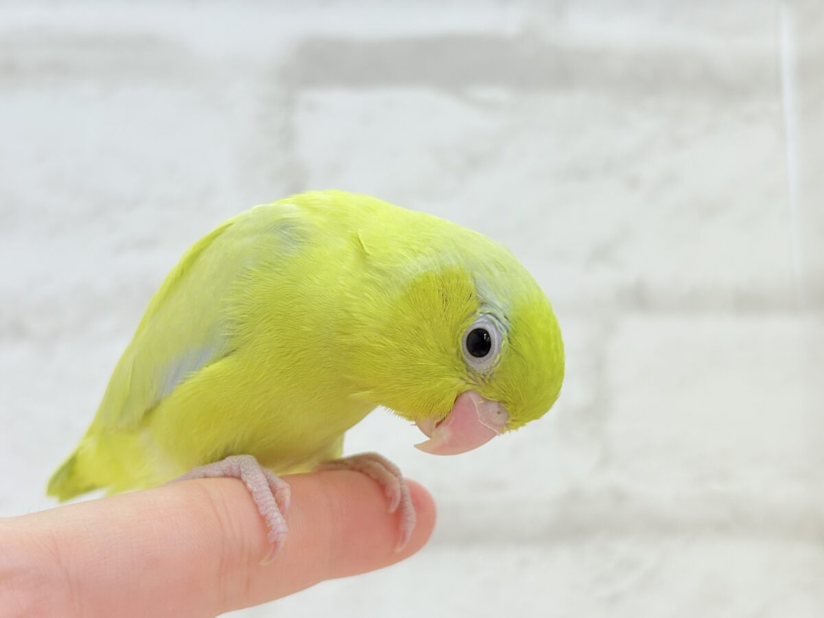 マメルリハ