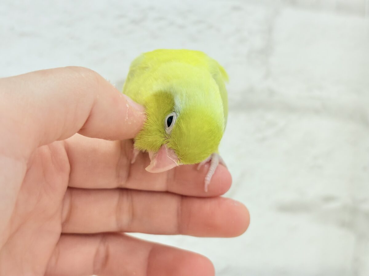 マメルリハ