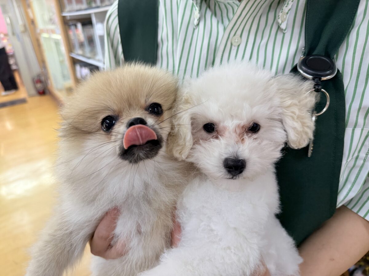 ポメラニアン