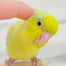 【最新画像更新🪄ひとり餌になりました‪☆】爽やかライム🐣🍋‍🟩マメルリハ(アメリカンイエロー)男の子 ヒナ