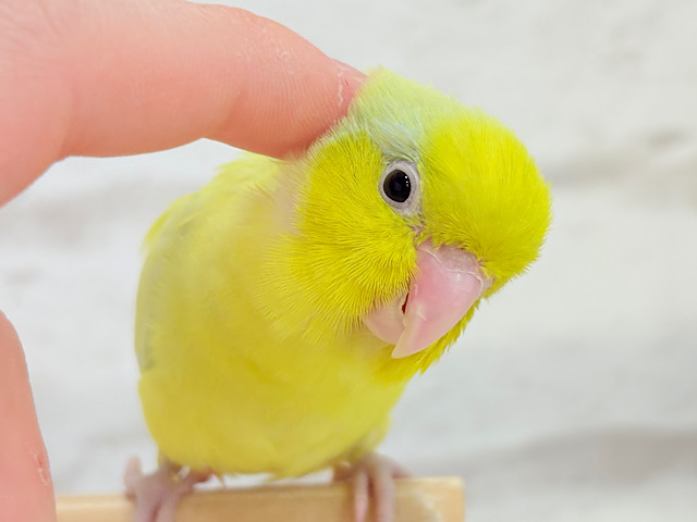 【最新画像・動画更新🪄ひとり餌になりました‪☆】爽やかライム🐣🍋‍🟩マメルリハ(アメリカンイエロー)男の子 ヒナ
