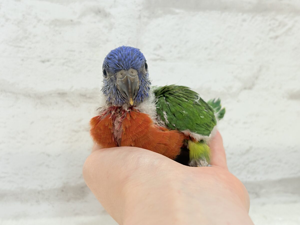 ゴシキセイガイインコ