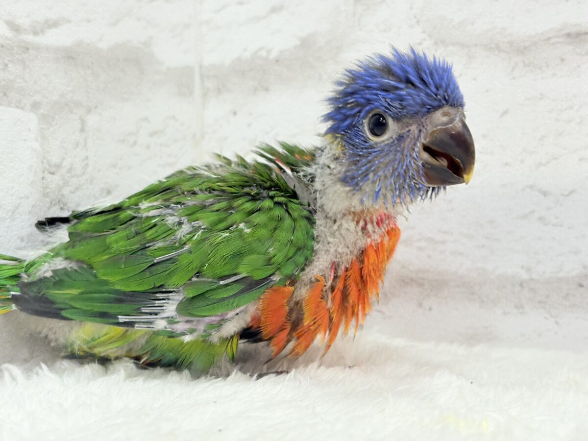 ゴシキセイガイインコ