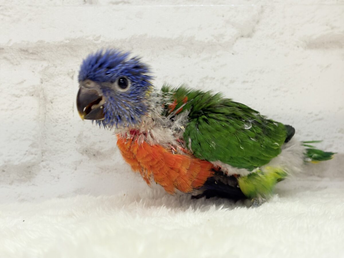 ゴシキセイガイインコ