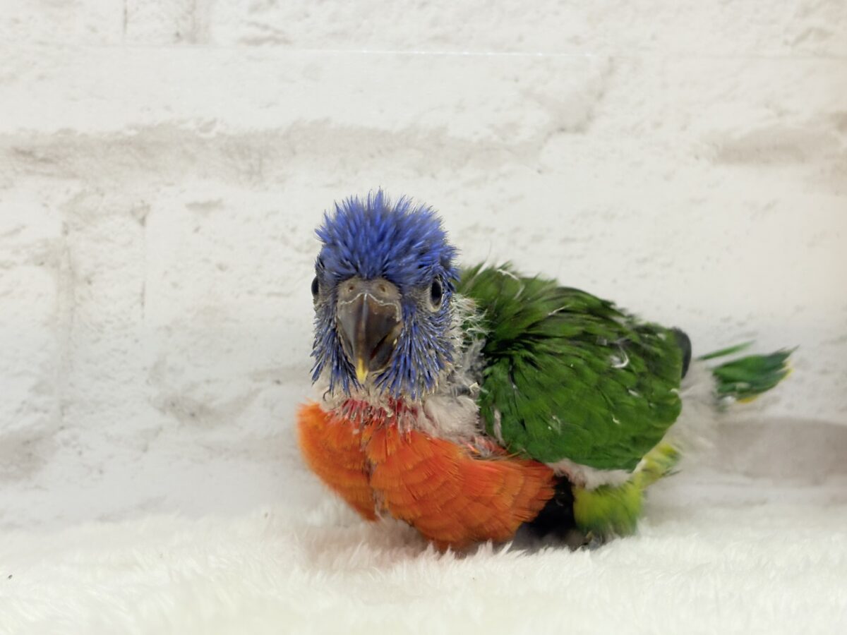 ゴシキセイガイインコ