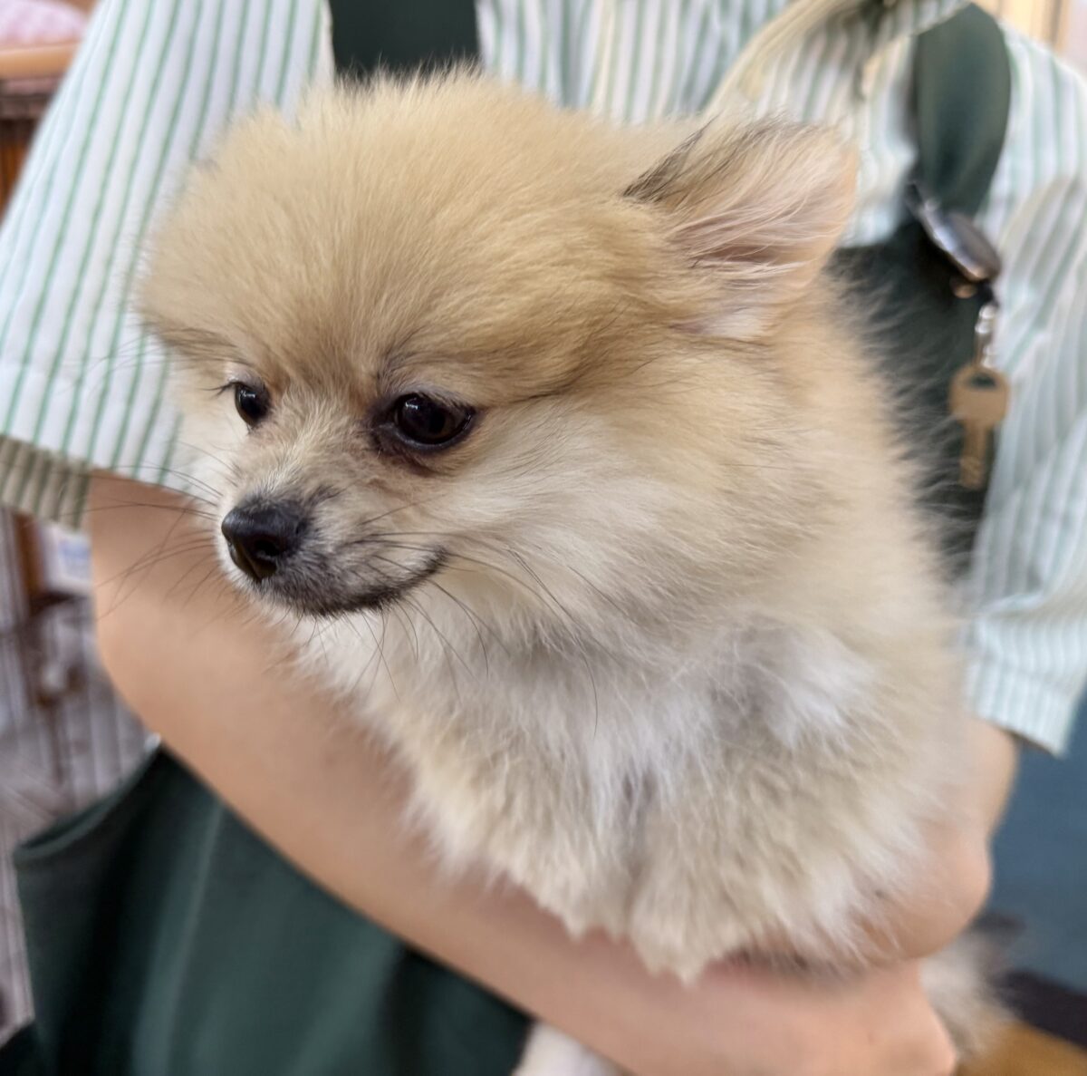 ポメラニアン
