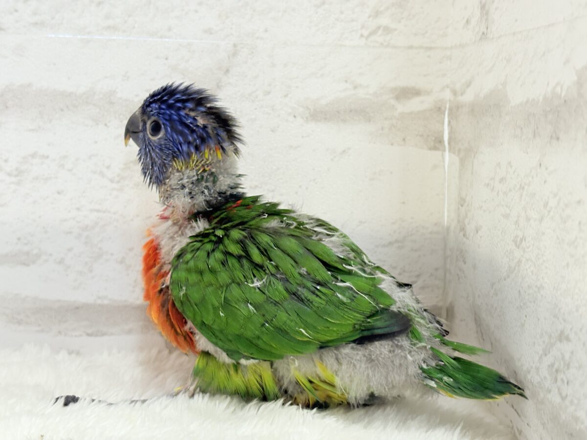 ゴシキセイガイインコ