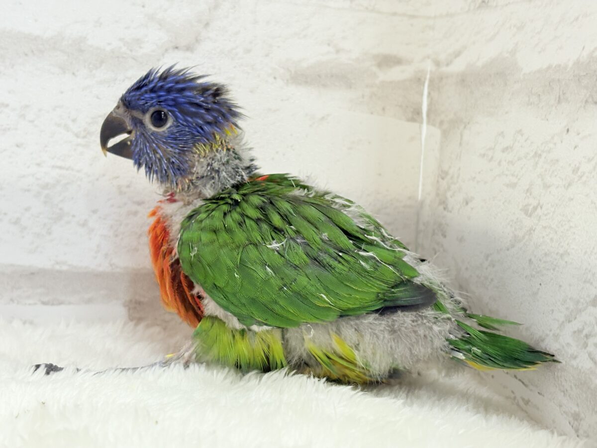 ゴシキセイガイインコ