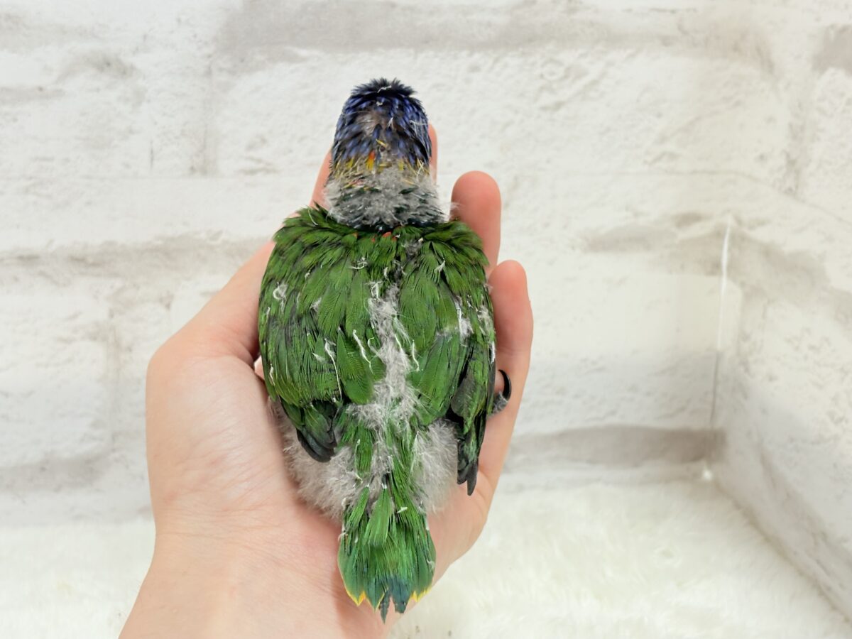 ゴシキセイガイインコ