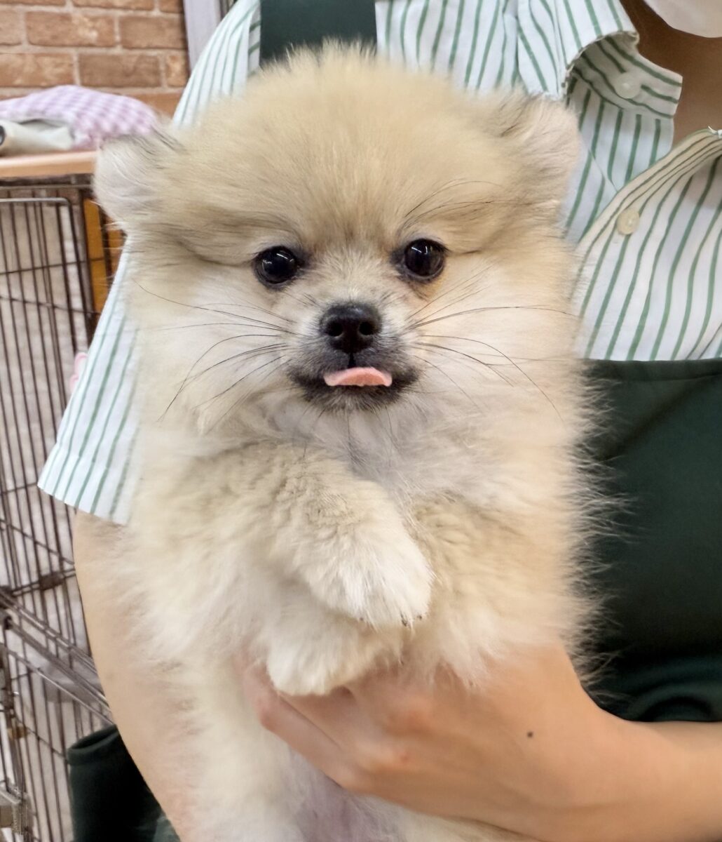 ポメラニアン