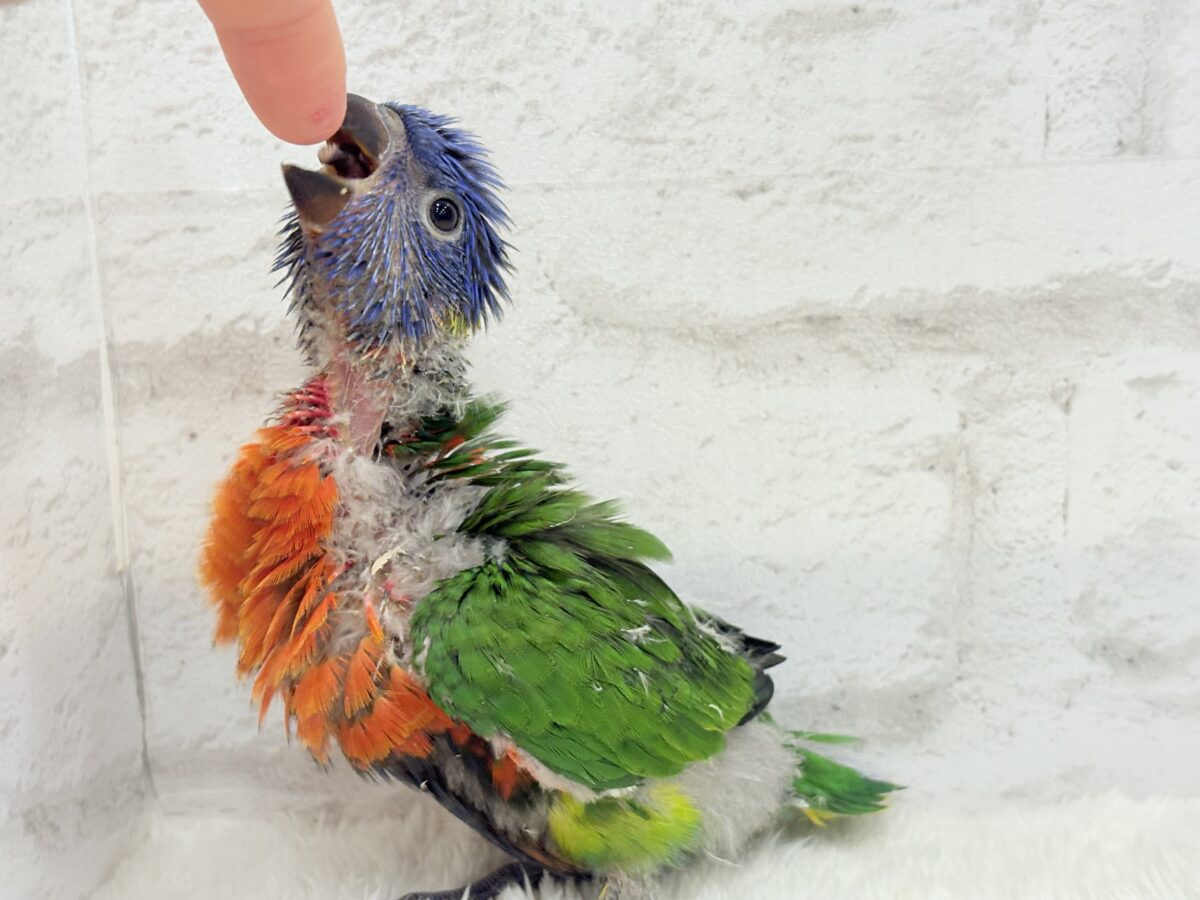 ゴシキセイガイインコ