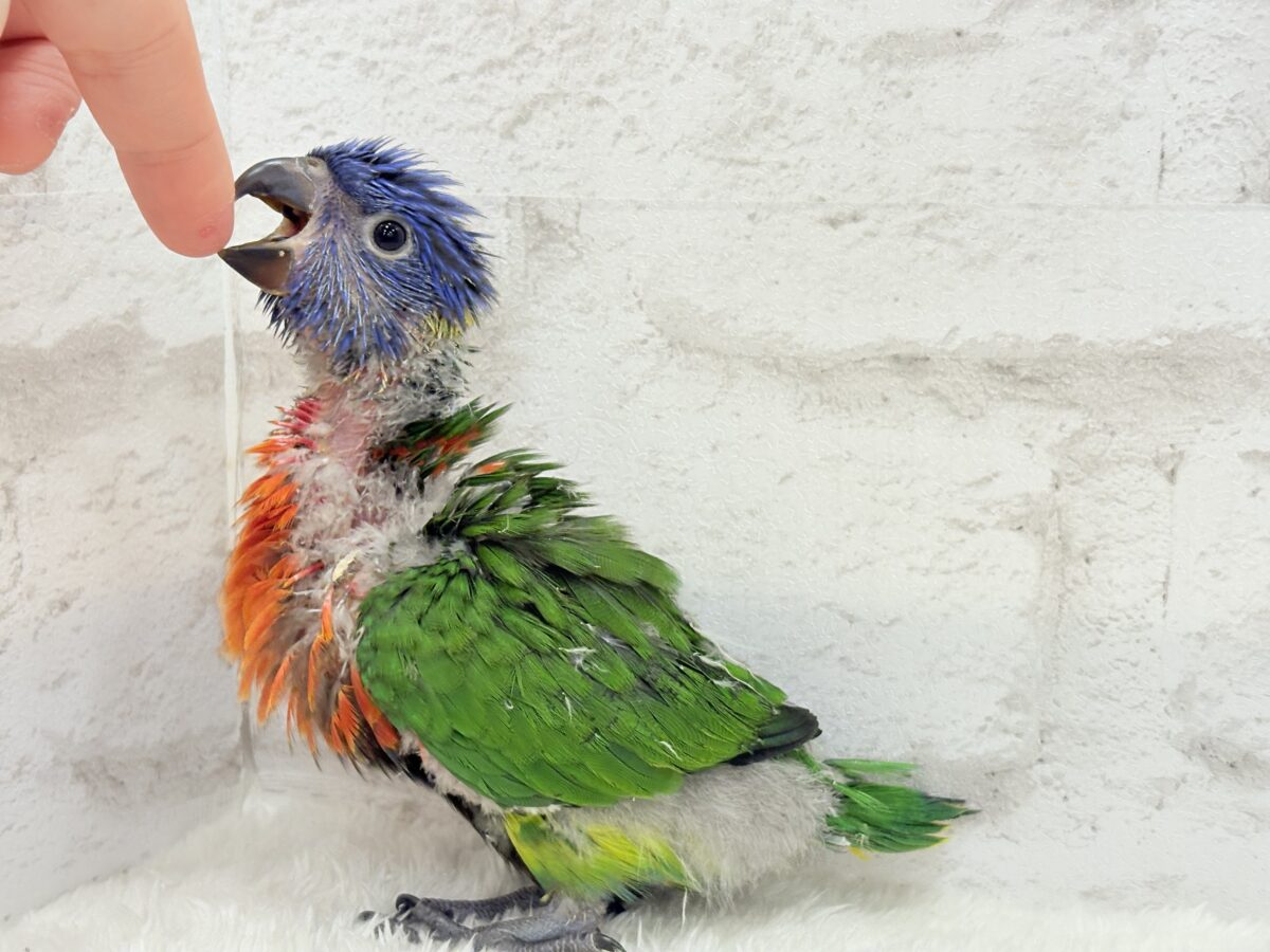 ゴシキセイガイインコ