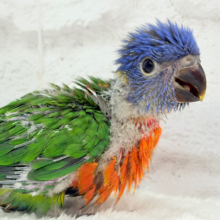 カラフル🌈好奇心旺盛‪♬*°ゴシキセイガイインコ ヒナ