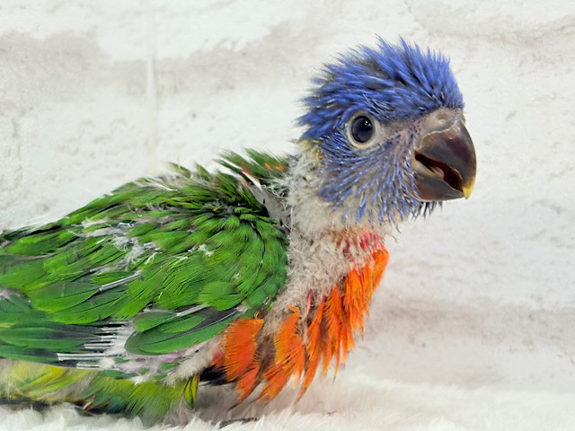 カラフル🌈好奇心旺盛‪♬*°ゴシキセイガイインコ ヒナ