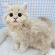 もふもふがすごい！可愛すぎるスコちゃん☺️