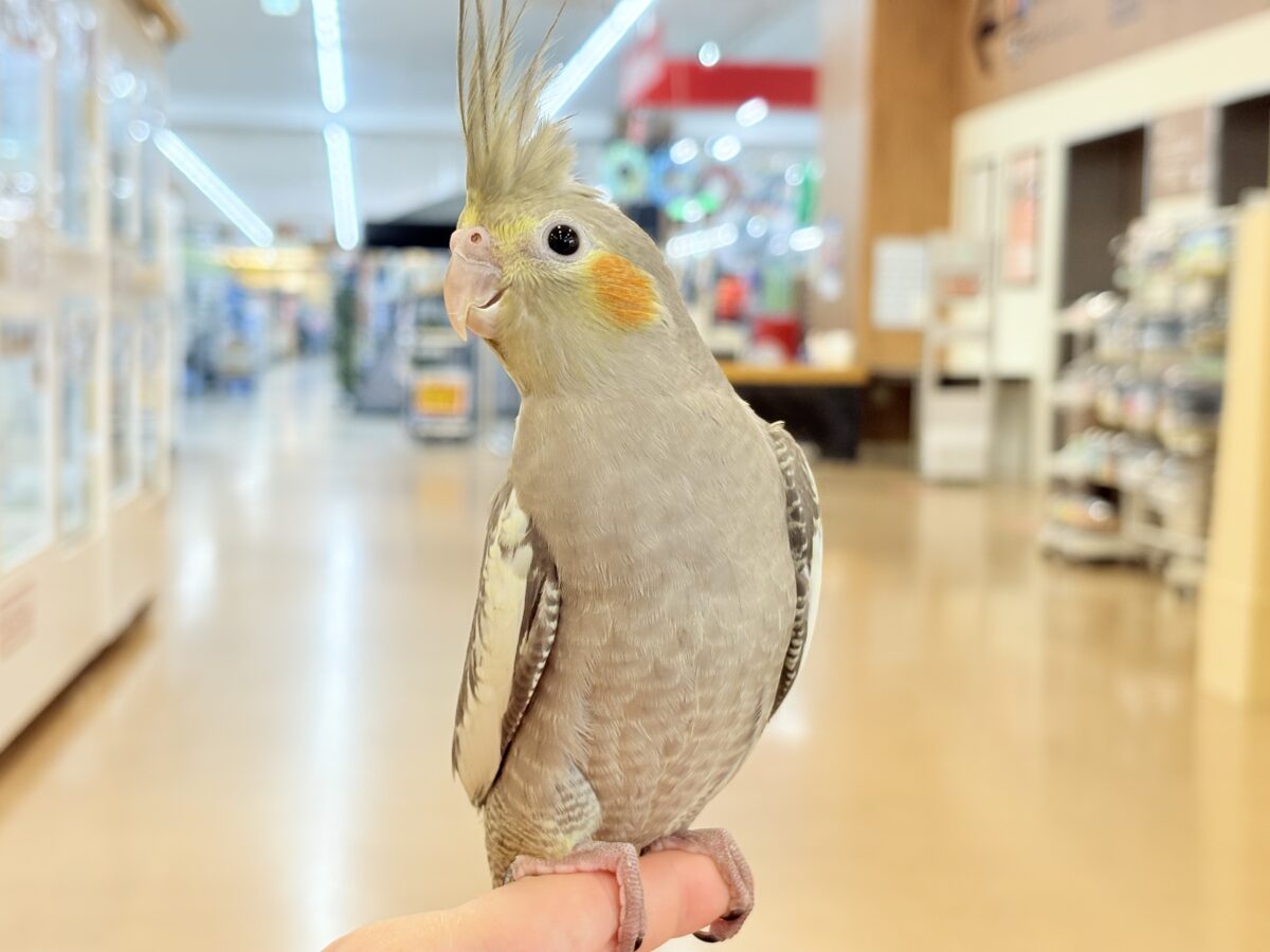 オカメインコ