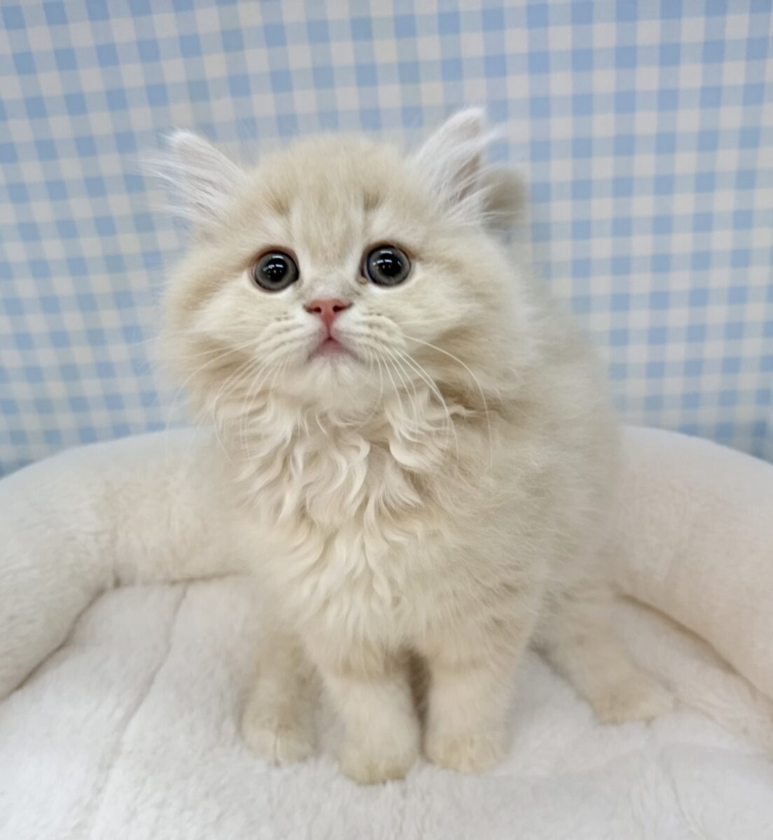 スコティッシュフォールド
