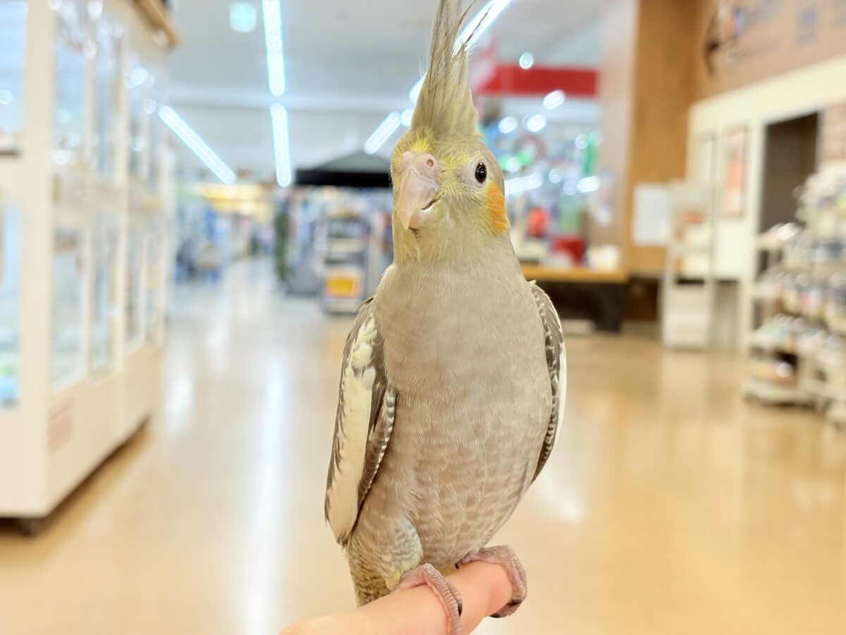 オカメインコ