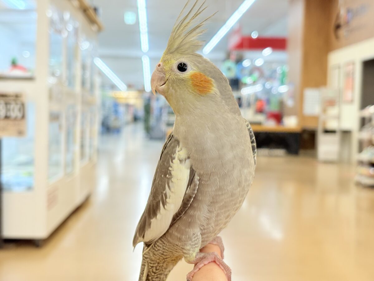 オカメインコ