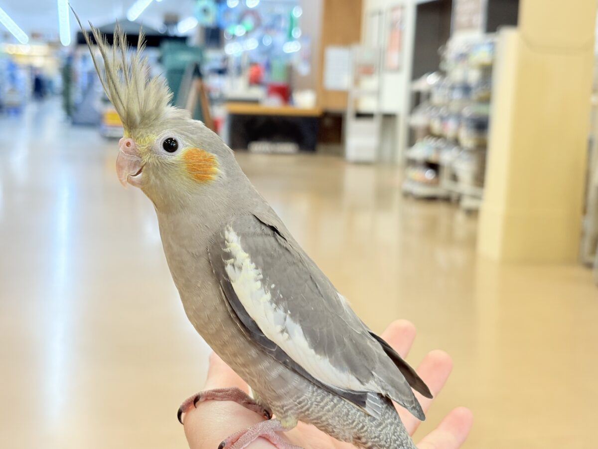 オカメインコ
