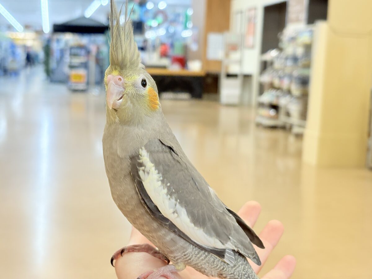 オカメインコ